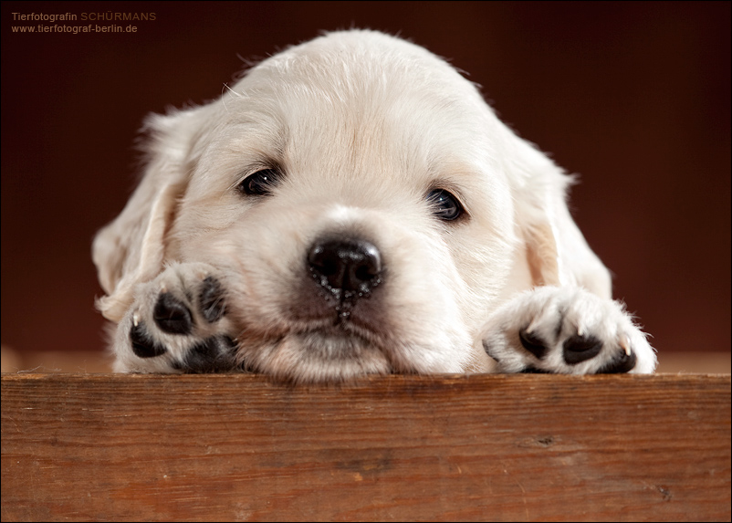 images12.jpg (222462 Byte)